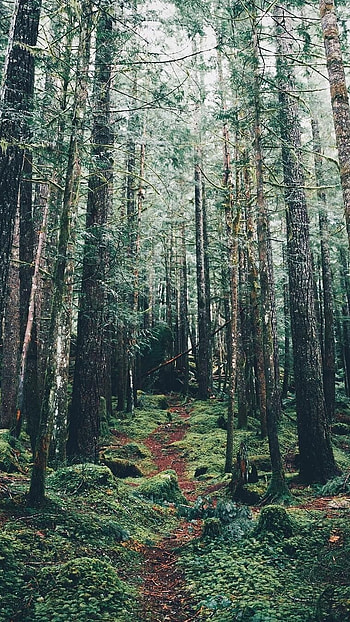 Forest, Green Trees HD phone wallpaper