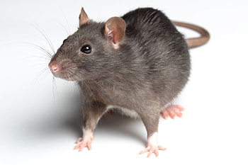 Rat , Rat graphy, Rat , Rat gallery HD wallpaper
