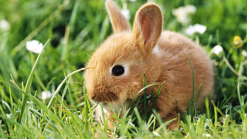 Bunny, Brown bunny, Cute bunny , Adorable animals HD wallpaper