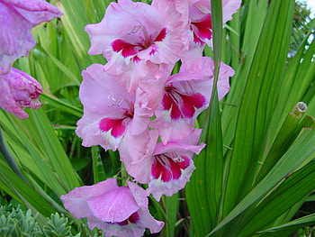 Flowers, Leaves, Gladiolus HD wallpaper