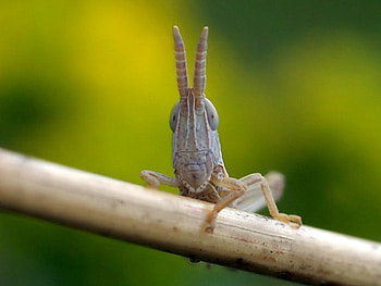 Beautiful Creature, cool, beautiful, creature, insect HD wallpaper