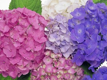CHRISTMAS ROSE, cluster, gardens, hydrangeas, tricolour, flowers, blooms HD wallpaper