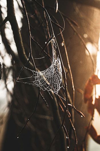 Web, Drops, Macro, Branches, Plexus HD phone wallpaper