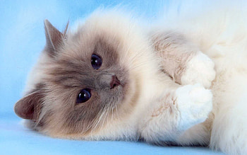 Fluffy birman cat, kitten, cat, feline, birman HD wallpaper
