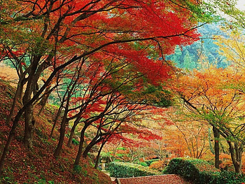 Down the garden path, yellow green branches archway, fall, red, trees, colors, orange, walkway HD wallpaper