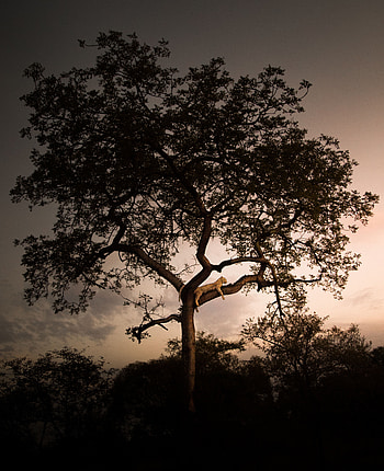 Animals, Sunset, Wood, Leopard, Tree, Branches, Predator HD phone wallpaper