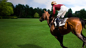 Sports, Horse, Horseman, Rider, Equestrian, Mounted HD wallpaper