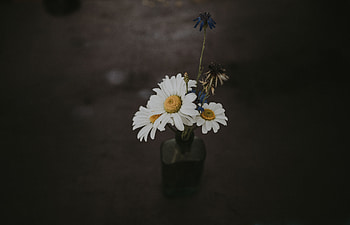 Camomile, Dark, Bouquet, Vase, Composition, Wildflowers HD wallpaper