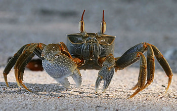 Crab, Feeling a little crabby, Crab, Sea life HD wallpaper