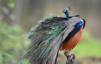 Peacock, pasari, paun, bird, nature HD wallpaper