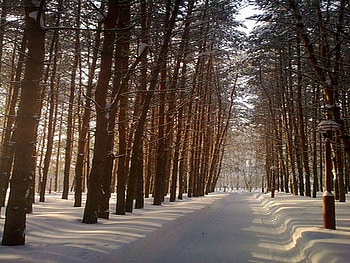 Snowrood, trees, rood, forest, snow HD wallpaper