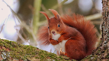 Squirrel on tree, cute, branch, nature, nutshell HD wallpaper