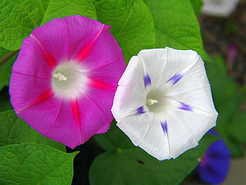 White and Purple, purple, white, , beautiful, flowers HD wallpaper