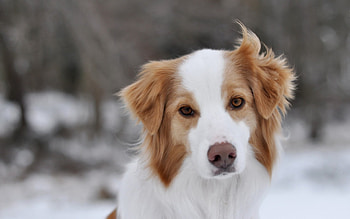 Dog, sweet, pay, dogs, puppies, cute, beautiful, beauty, playful, playful dog, puppy, dog face, pretty, animals, face, bubbles, lovely HD wallpaper