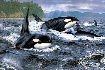 Wild Ocean, orca, whales, water, ocean HD wallpaper