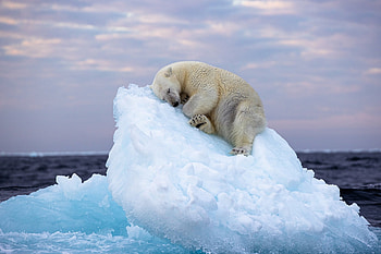 Svalbard expedition, Polar bear kingdom, Oryx tours, Arctic journey HD wallpaper