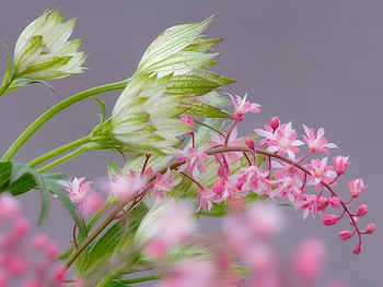 Plants, Flowers HD wallpaper