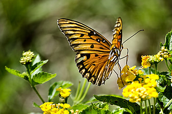 Butterfly on Yellow Flower FC, animal, graphy, floral, beautiful, wide screen, wildlife, butterfly, flower HD wallpaper