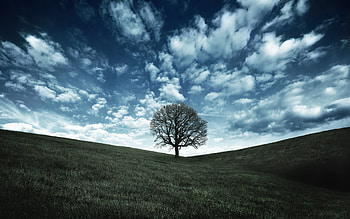 Oak tree hill, , Natural beauty, Serene landscape HD wallpaper