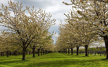 Nature, Trees, Grass, Bloom, Flowering, Garden, Plantation, Spring, Sunny, Culture HD wallpaper