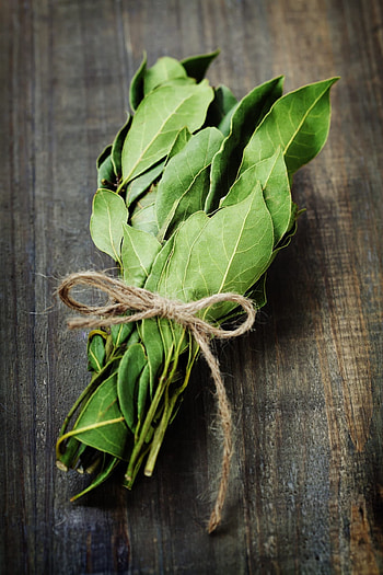 Bay leaves, Plant growth, Harvesting, Usage HD phone wallpaper