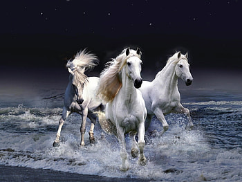 Caballos, bello, agua, mar, fantasia HD wallpaper