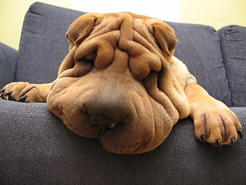 Animals, Dog, Muzzle, Folds, Pleating, Shar Pei HD wallpaper