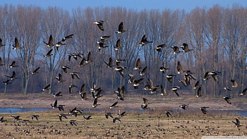 flock of wild ducks, flock, duck, wild, bird HD wallpaper