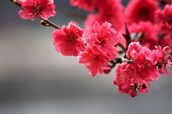 A stunning close-up of pink cherry blossoms on a branch, capturing the essence of spring. HD wallpaper