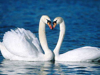 Animals, Birds, Swans HD wallpaper