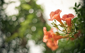 Flowers, Grass, Macro, Petals HD wallpaper