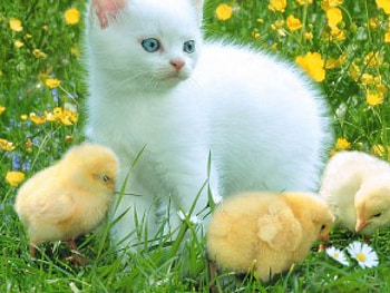 nice match, cats, animals HD wallpaper