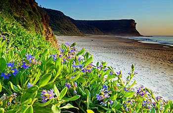 Flowers along the beach, nice, shore, sands, water, ocean, sea, beautiful, grass, fresh, rocks, mountain, summer, green, clouds, nature, sky, flowers, lovely HD wallpaper