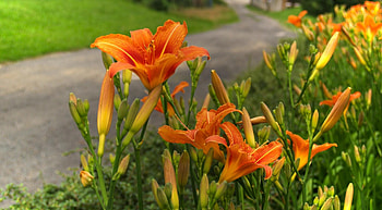Flowers, Lilies, Road, Blur, Smooth HD wallpaper
