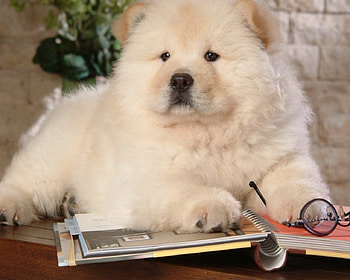 Cute pup, dog, cute, pet, animals HD wallpaper
