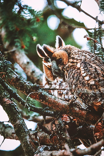 Animals, Owl, Bird, Branches, Predator, Wildlife HD phone wallpaper