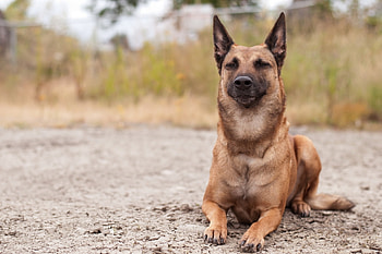 Animals, Sand, To Lie Down, Lie, Dog, Muzzle HD wallpaper