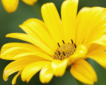 Yellow Flower, bloom, petals, yellow, flower HD wallpaper
