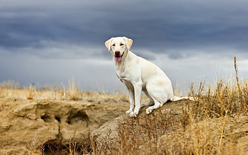 Dog, sweet, pay, dogs, puppies, cute, beautiful, beauty, playful, playful dog, puppy, dog face, pretty, animals, face, bubbles, lovely HD wallpaper
