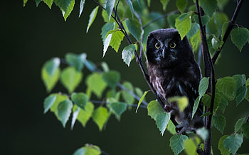 Owl, animal, bird, tree HD wallpaper