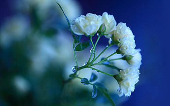 Drops, Flower, Plant, Macro HD wallpaper