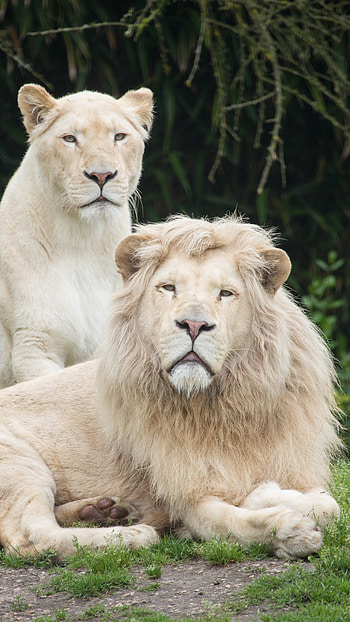White Lion, Couple, Lion And Lionesses, lion, lionesses HD phone wallpaper