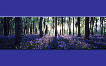 Lavender forest, nature, spring, forest, lavender HD wallpaper