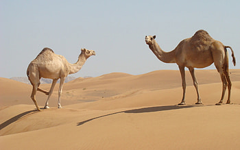 Sandy wilderness, Two camels, Desert dwelling, Camel graphy HD wallpaper
