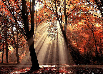 autumn rays, rays, trees, autumn, nature, colourful, forest HD wallpaper
