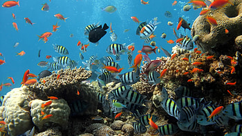 Corals, Great Barrier Reef HD wallpaper