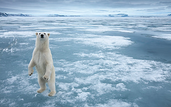Looking for company, animal, wildlife, bear, polar, arctic, ice HD wallpaper