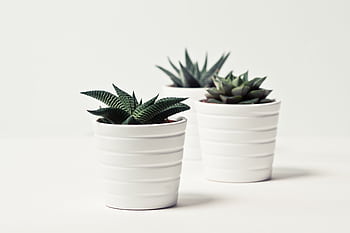 Three potted succulent plants in white pots on a simple white backdrop, perfect for decor inspiration. HD wallpaper