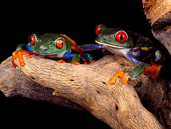 Animals, Frogs, Wood, Couple, Pair, Tree, Unusual, Climb, Fancy HD wallpaper