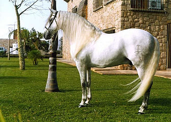 Principal The Spaniard, spanish, andalusian, horses, grey HD wallpaper